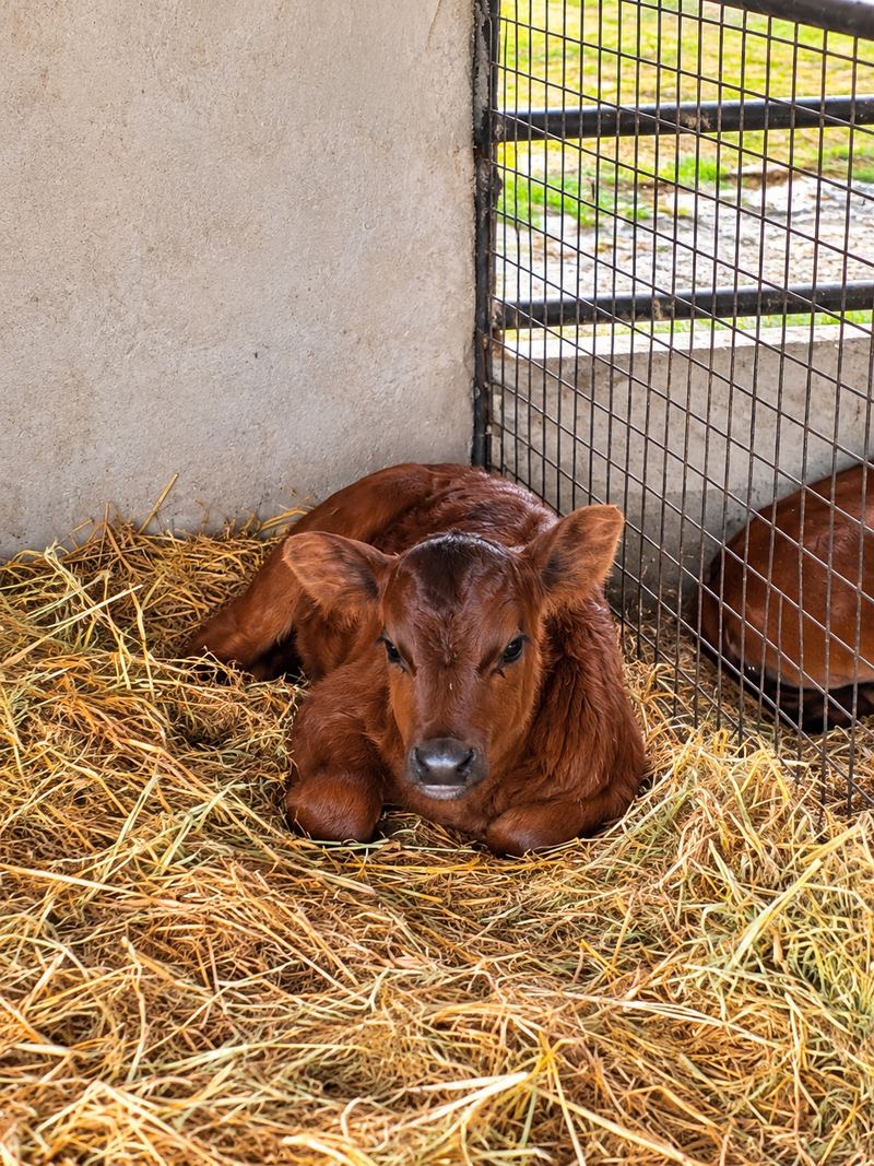 A brown calf resting on straw at IPPI